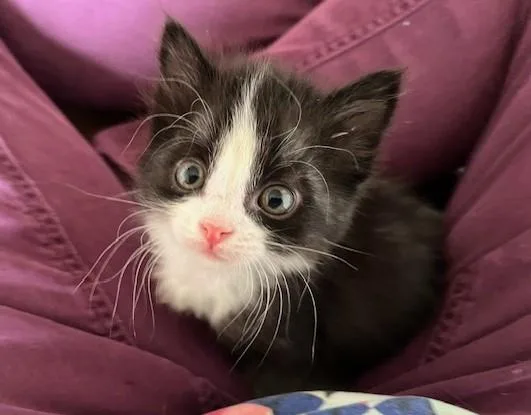 Baby Boston Blue thumbnail 4