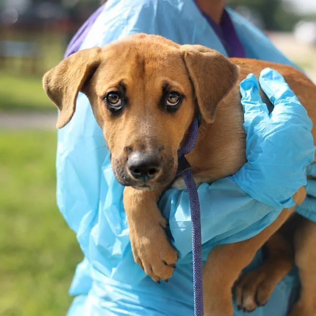A baby medium-sized male Labrador Retriever dog named Bird for adoption in San Antonio, TX