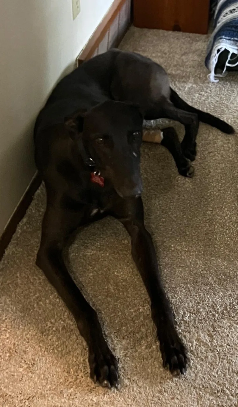An adult large-sized male Greyhound dog named Jason for adoption in Bondurant, IA