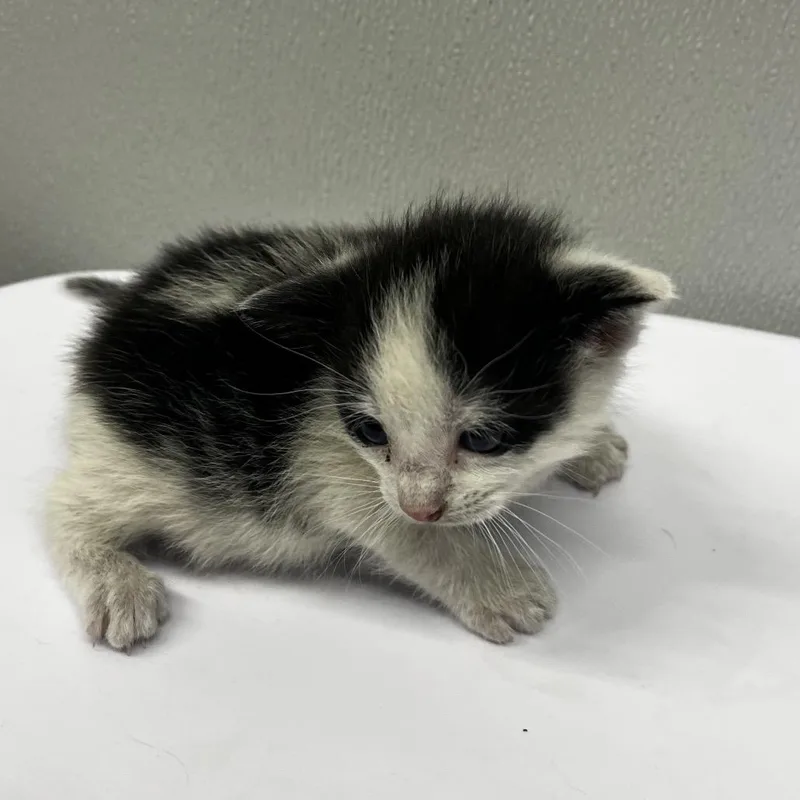 A baby small-sized female White Domestic Short Hair cat named Presley for adoption in Tampa, FL