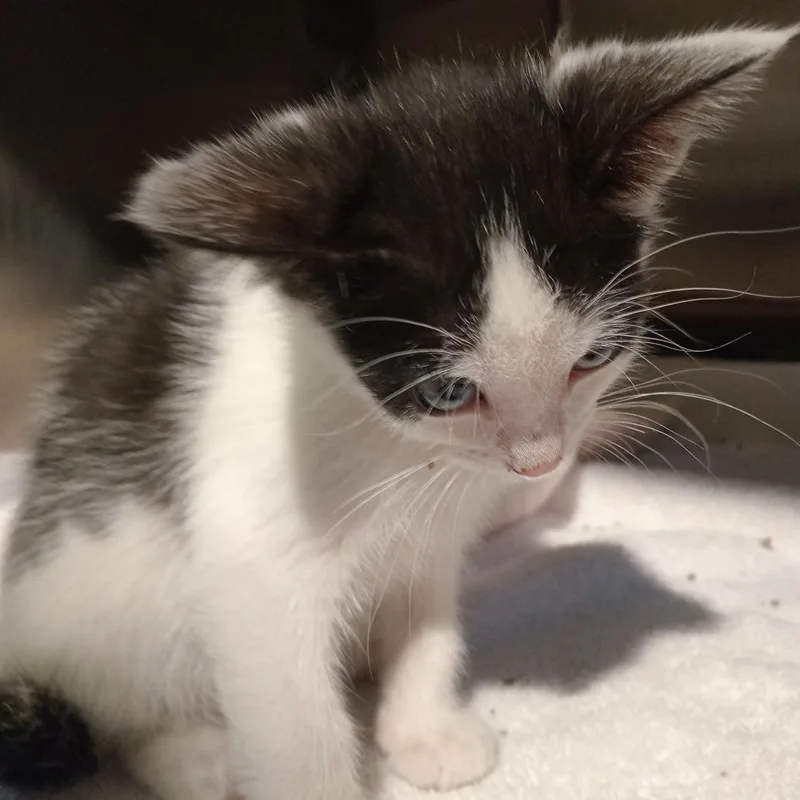 Presley thumbnail 2