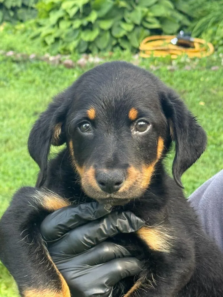 Pepper