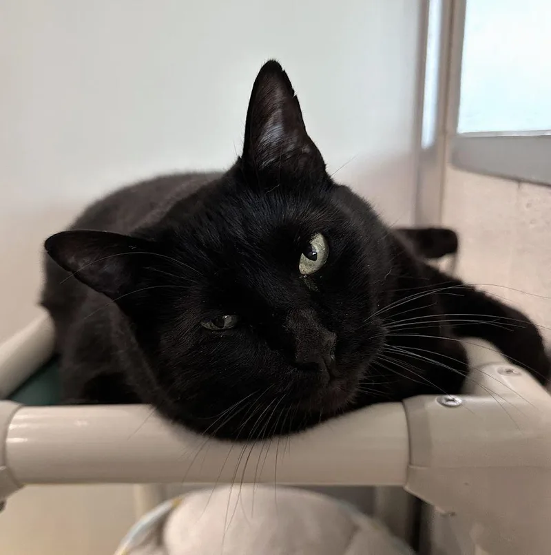 An adult small-sized male Black Domestic Short Hair cat named Hagrid for adoption in Alexandria, VA