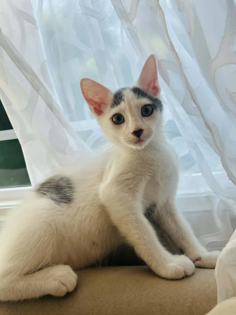 A baby medium-sized male White Domestic Short Hair cat named Miles for adoption in Wading River, NY
