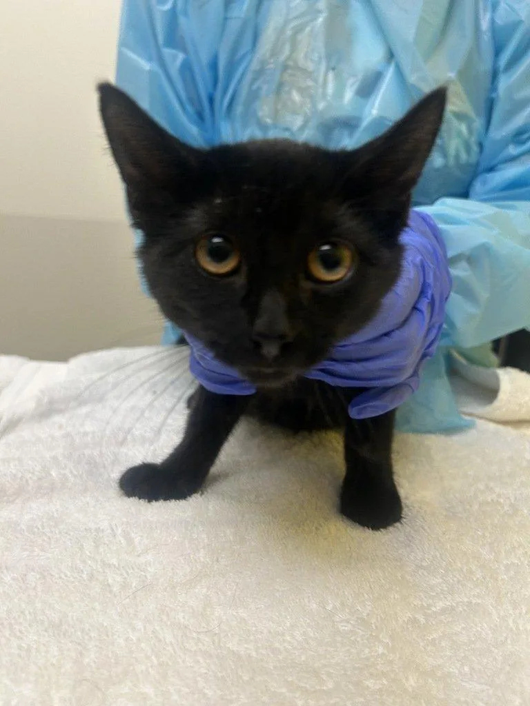 A baby small-sized female Black Domestic Short Hair cat named Bagpipe for adoption in Raleigh, NC