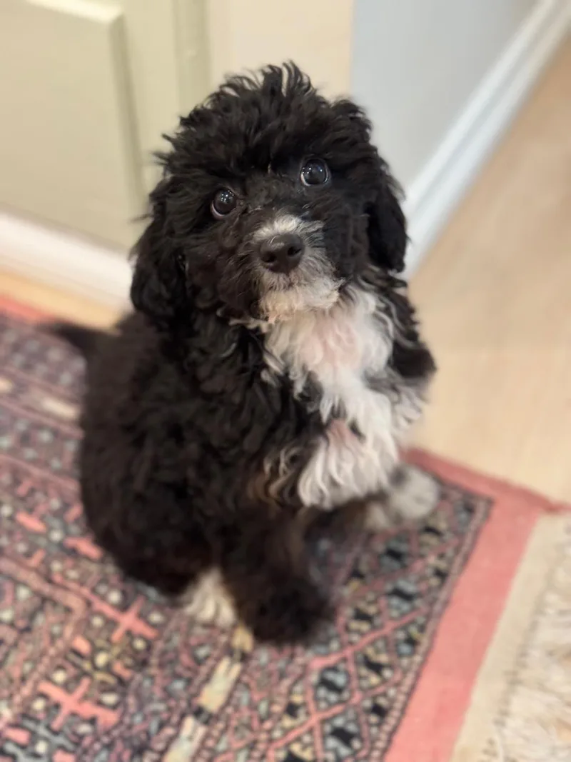 A baby small-sized female Standard Poodle dog named Pepper for adoption in Los Angeles, CA
