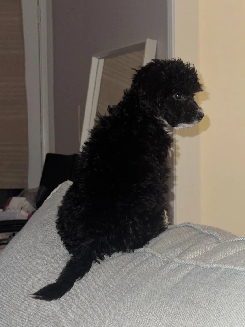 Pepper thumbnail 2