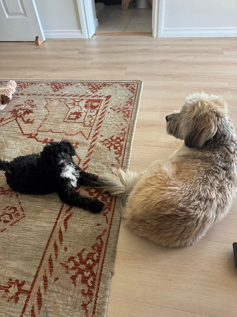 Pepper thumbnail 3