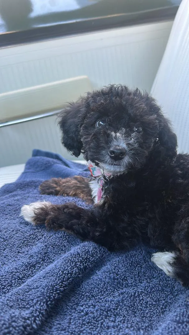 Pepper thumbnail 4