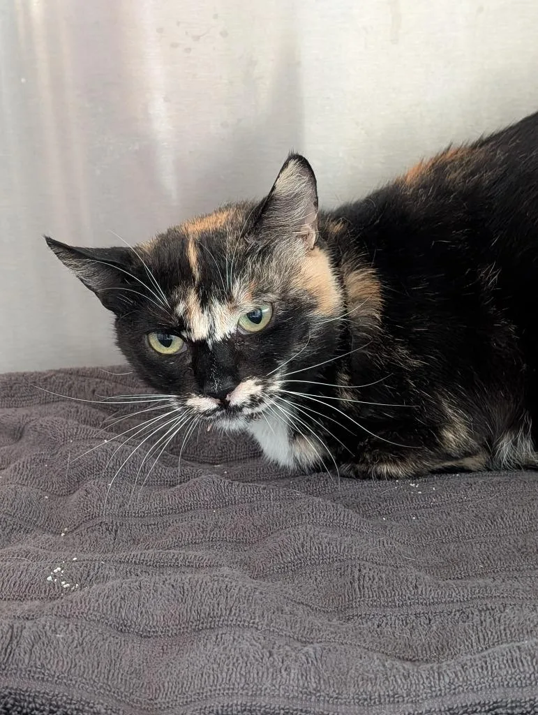 A young medium-sized female Domestic Short Hair cat named Simone for adoption in San Pedro, CA