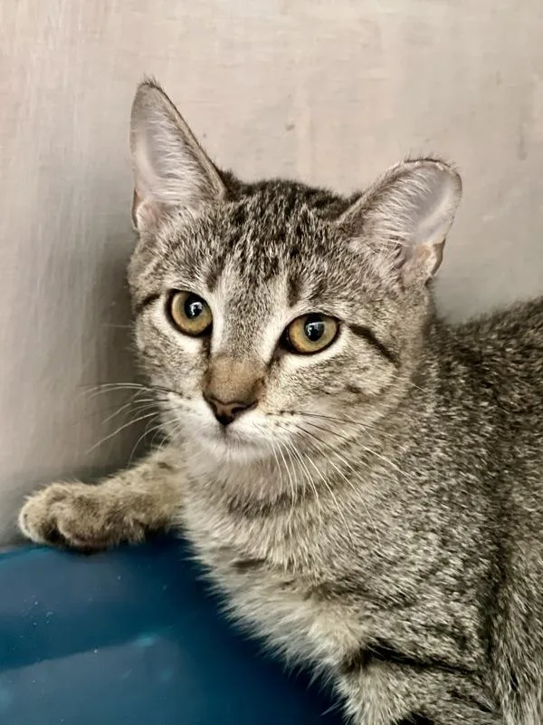 A baby small-sized female Domestic Short Hair cat named Pearl Snap for adoption in Austin, TX