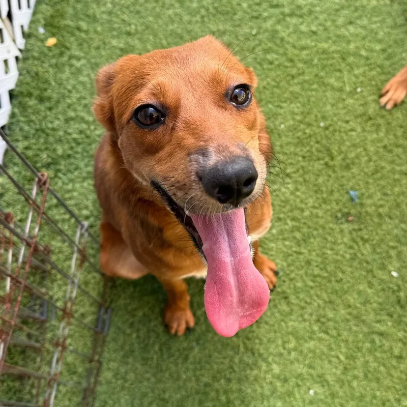An adult small-sized female German Shepherd Dog dog named Ilsa for adoption in LOXAHATCHEE, FL