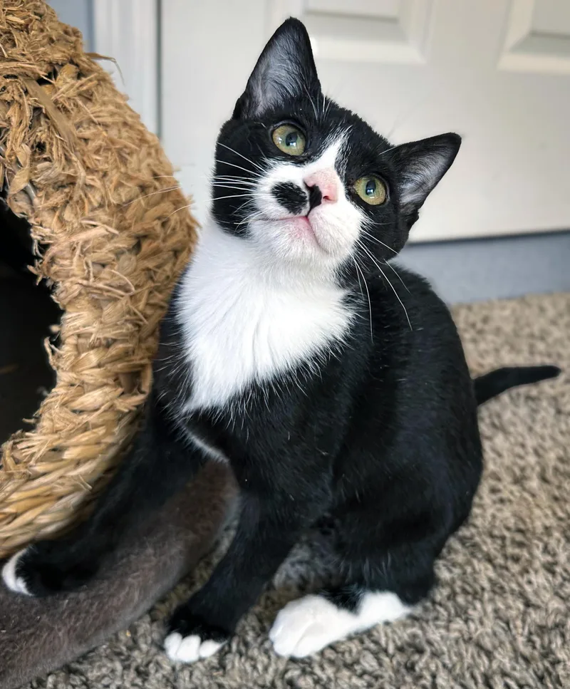 A baby small-sized female Black & White / Tuxedo Domestic Short Hair cat named Roxy for adoption in Nashville, TN
