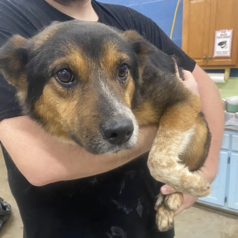 An adult small-sized male Brown / Chocolate Mixed Breed dog named Tech for adoption in Corbin, KY