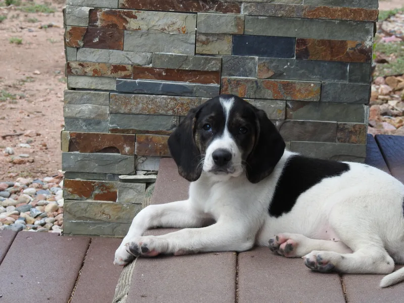 A baby medium-sized female Black Beagle dog named Farrah for adoption in Colorado Springs, CO