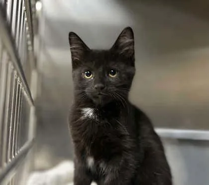 A baby small-sized female Domestic Short Hair cat named Chip for adoption in Munster, IN