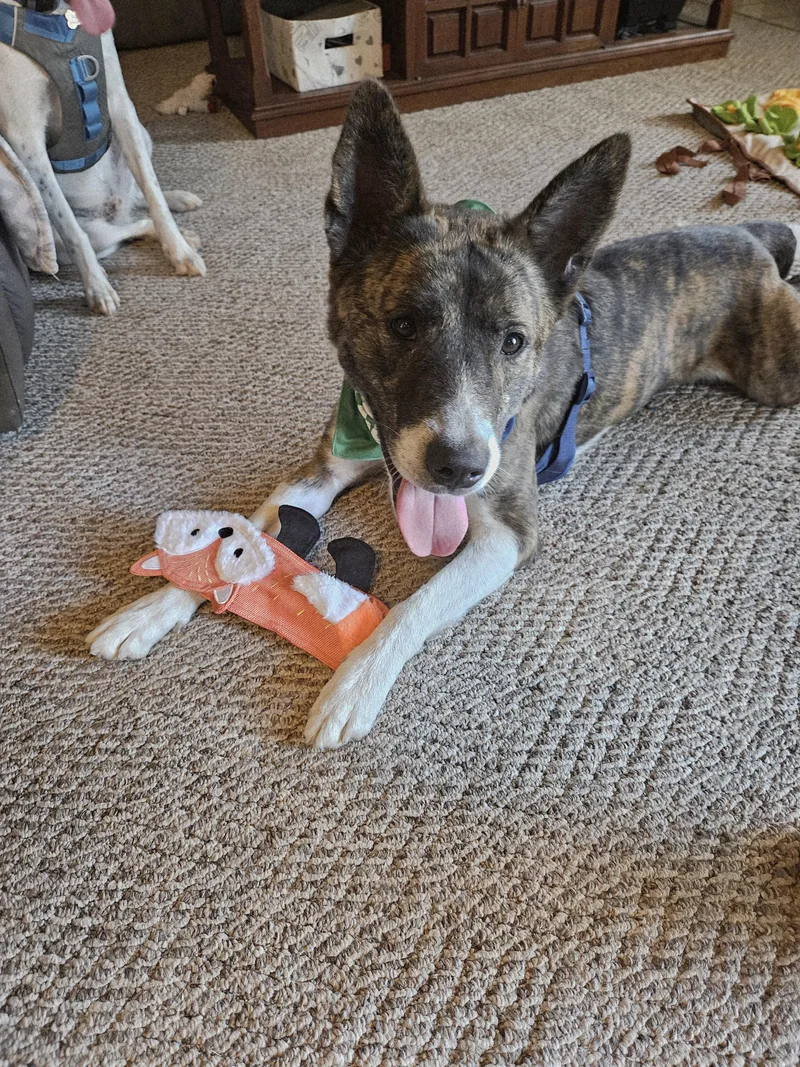 An adult medium-sized male Brindle Akita dog named Barley for adoption in Arvada, CO