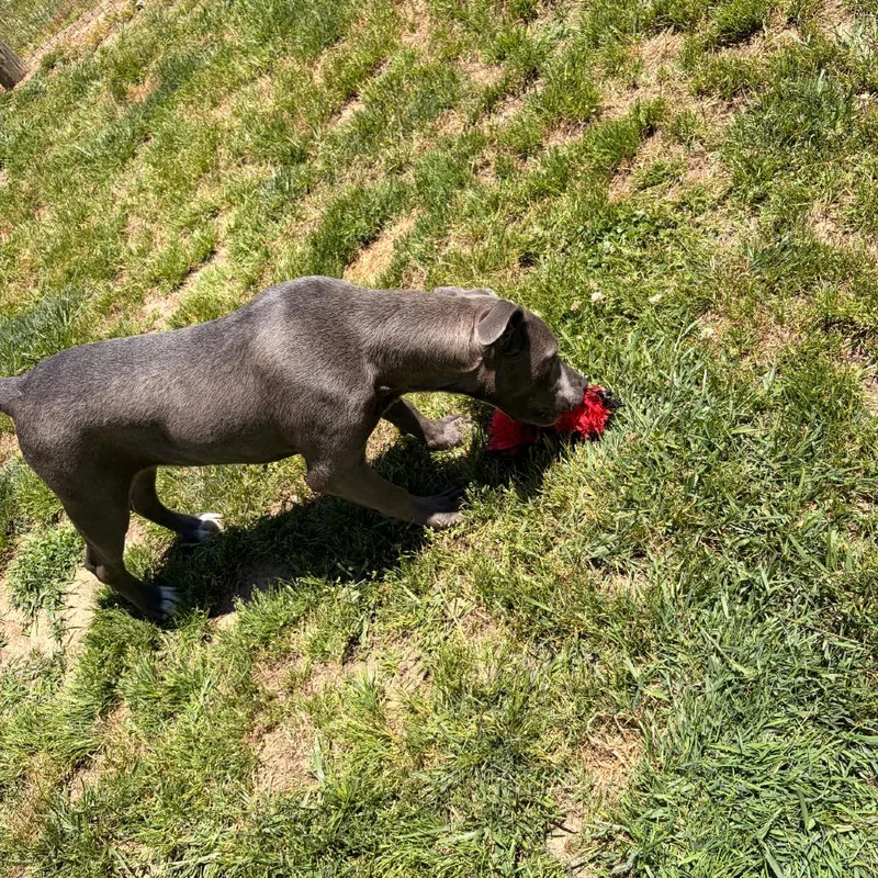 Shortcake thumbnail 3
