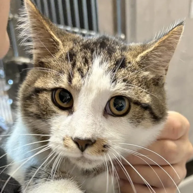 A young medium-sized male Brown / Chocolate Domestic Short Hair cat named Ichabod for adoption in Allegan, MI