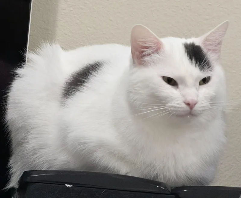Maru