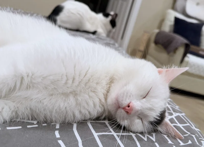 Maru thumbnail 4