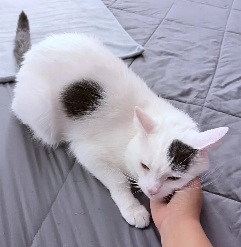 Maru thumbnail 6