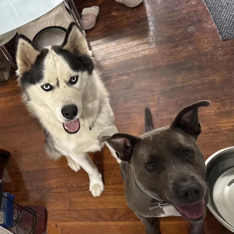 An adult medium-sized male Gray / Blue / Silver Mixed Breed dog named Lucifer for adoption in Columbus, GA