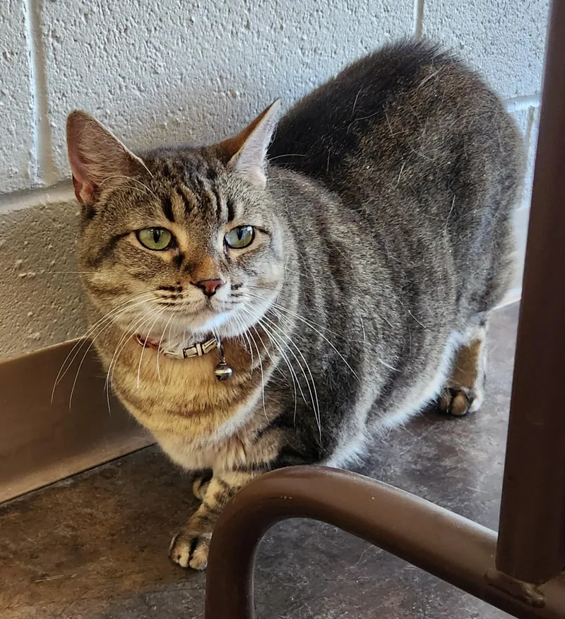 Clarabelle thumbnail 2