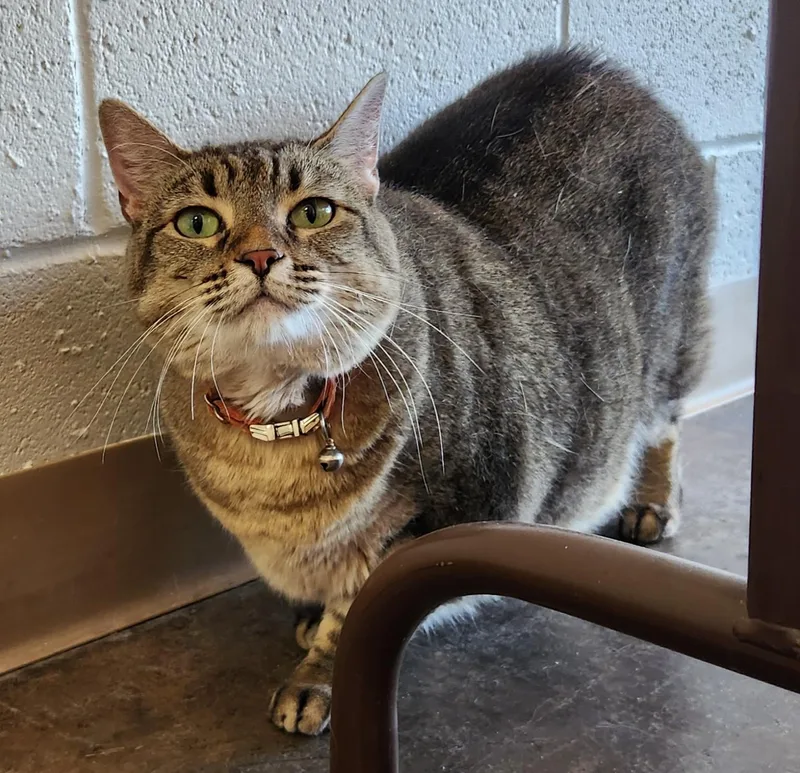 Clarabelle thumbnail 3