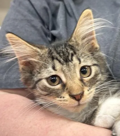 A baby small-sized male Domestic Short Hair cat named Wilt for adoption in Fishers, IN