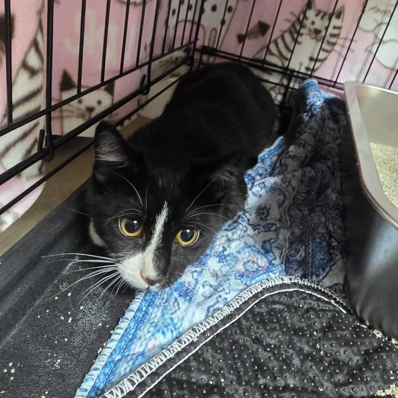A baby medium-sized male Domestic Short Hair cat named Truffle for adoption in Allyn, WA