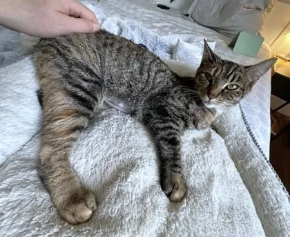 An adult medium-sized female Domestic Short Hair cat named Cuddles for adoption in Washington, DC