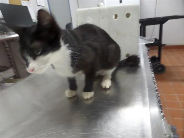 A young medium-sized female Domestic Short Hair cat named Opal for adoption in Augusta, GA