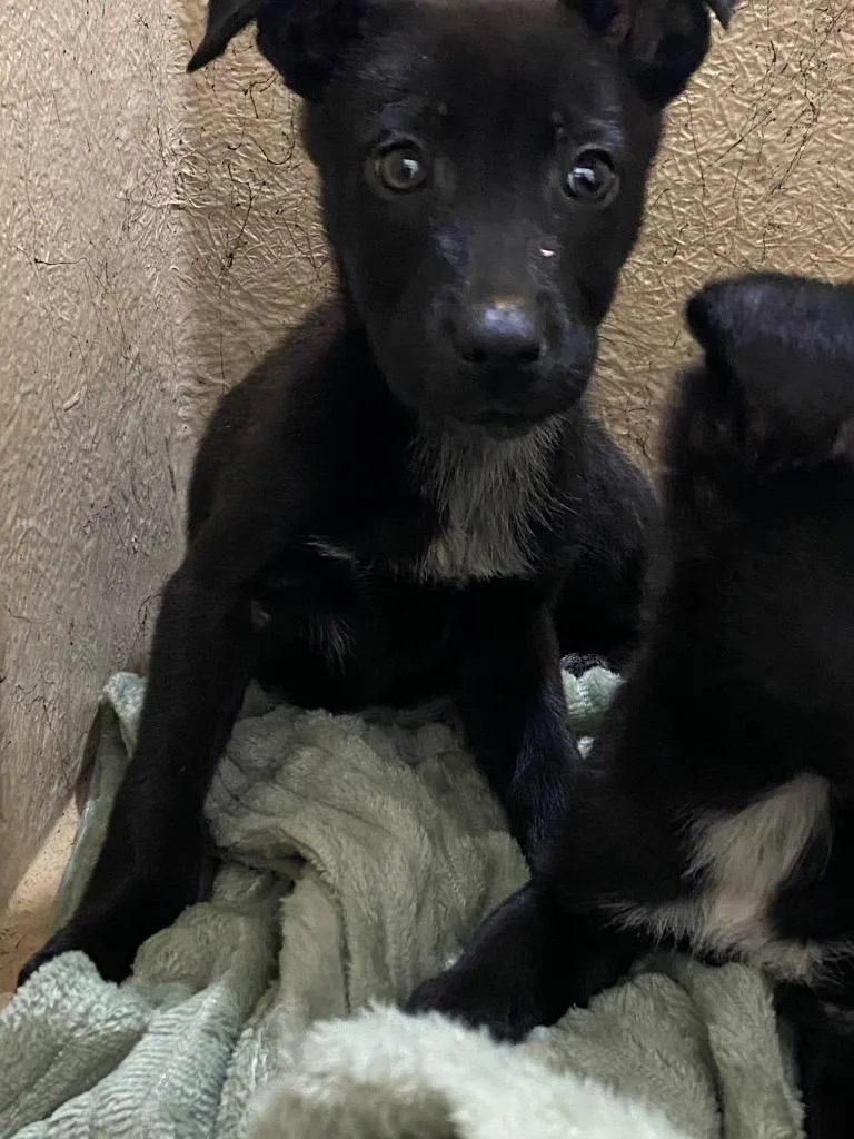 A baby small-sized male Mixed Breed dog named Rex for adoption in Cartersville , GA