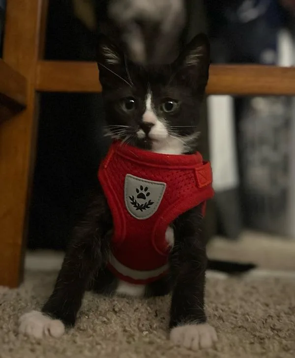 A baby small-sized male Domestic Short Hair cat named Frisbee for adoption in Vallejo, CA