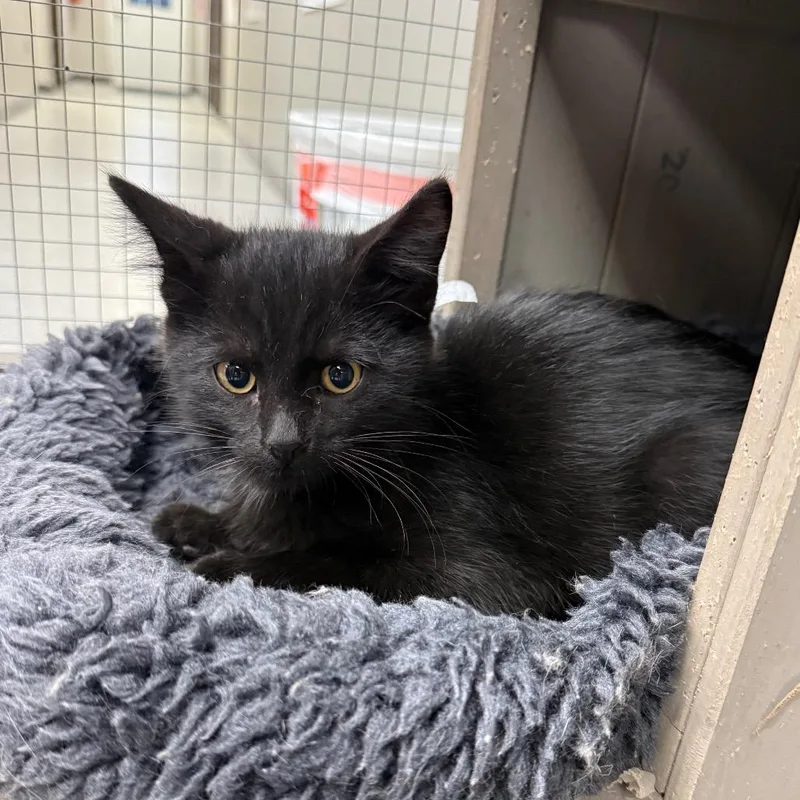 A baby small-sized male Black Domestic Short Hair cat named Winkin for adoption in Carroll, IA