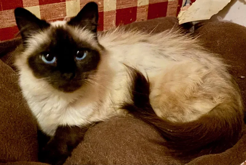 A young medium-sized female Siamese cat named Blue for adoption in Versailles, KY