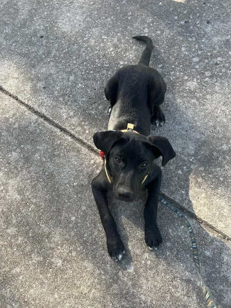 A baby small-sized male Tricolor (Brown, Black, & White) Labrador Retriever dog named Batman for adoption in Colorado Springs, CO