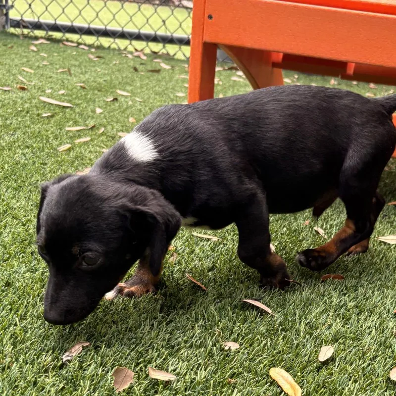 A baby small-sized male Black Mixed Breed dog named Chandler for adoption in Jupiter, FL