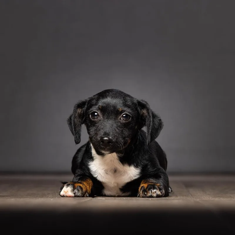 Chandler thumbnail 3