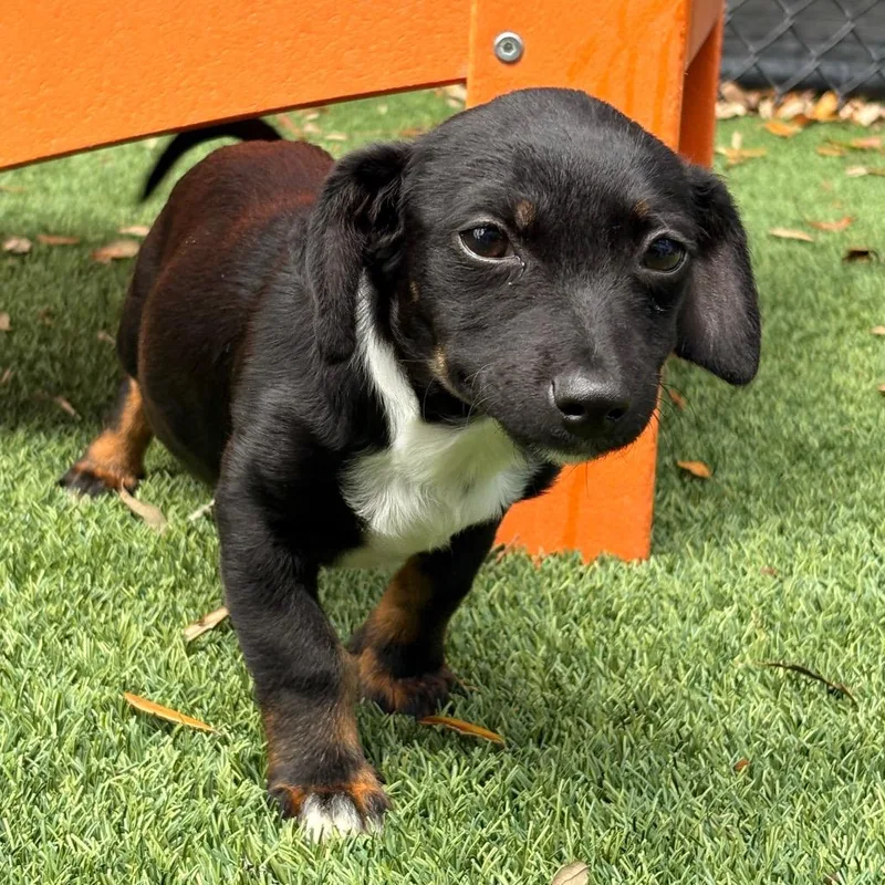 Chandler thumbnail 6