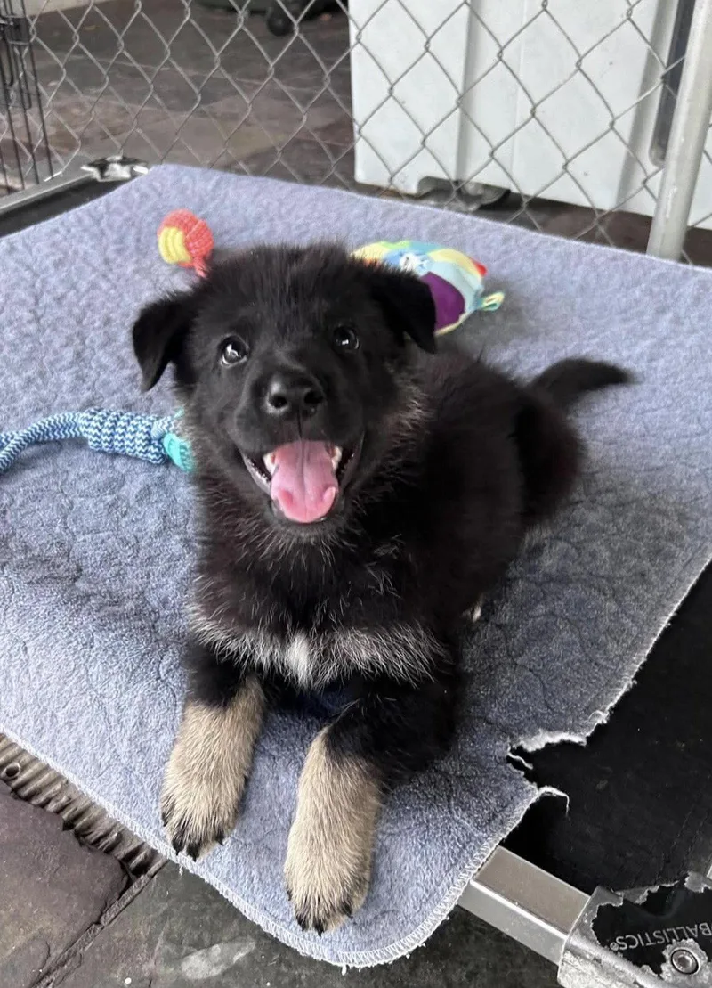 A baby large-sized female German Shepherd Dog dog named Katya for adoption in Fort Worth, TX
