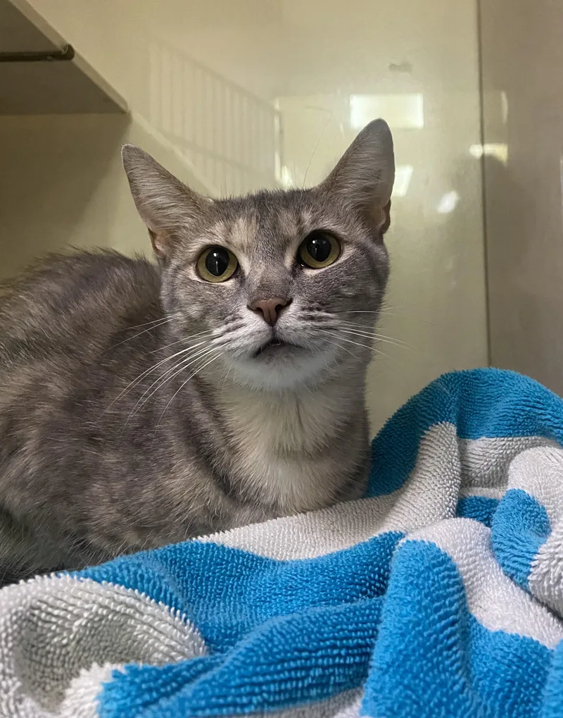An adult medium-sized female Domestic Short Hair cat named Little for adoption in Knoxville, TN