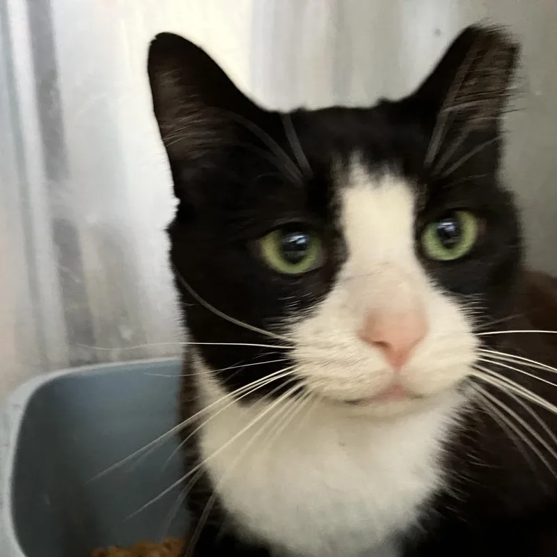 An adult large-sized female Black Domestic Short Hair cat named Bing Bong for adoption in Lakeland, FL