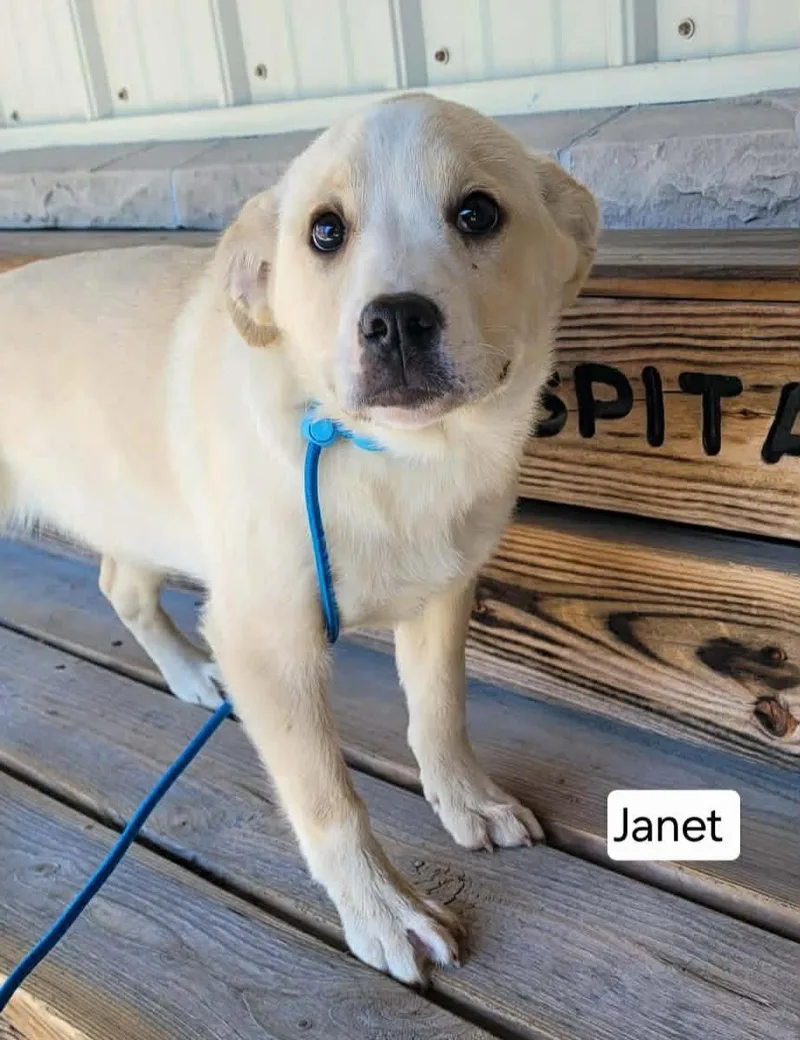 A baby medium-sized female Yellow / Tan / Blond / Fawn American Eskimo Dog dog named Janet for adoption in St. Clairsville, OH