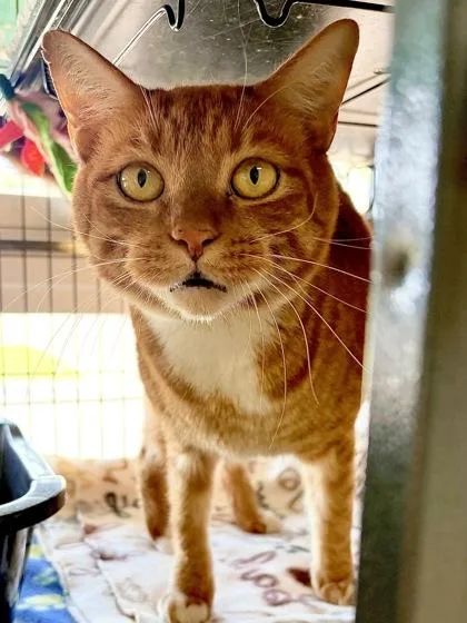 An adult medium-sized male Domestic Short Hair cat named Mike the Cat for adoption in New Orleans, LA