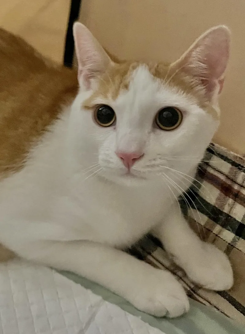 Mick Jagger thumbnail 2