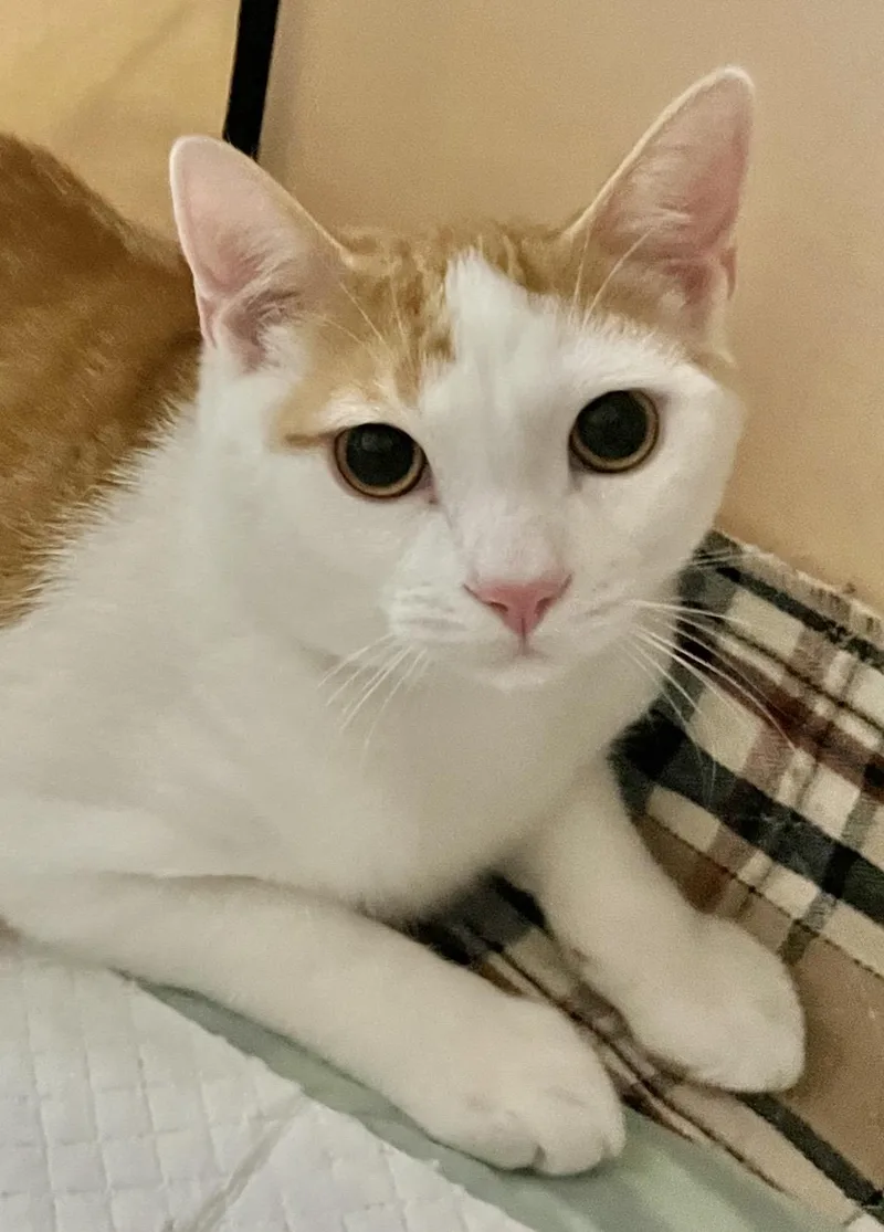 Mick Jagger thumbnail 4