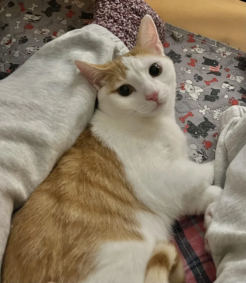 Mick Jagger thumbnail 5