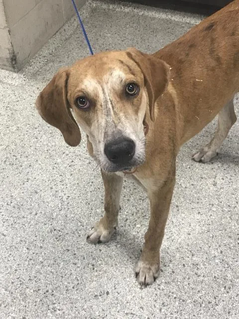 A baby large-sized male Treeing Walker Coonhound dog named Hank for adoption in Conroe, TX
